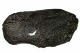 Fossil Whale Ear Bone - Miocene #136901-1